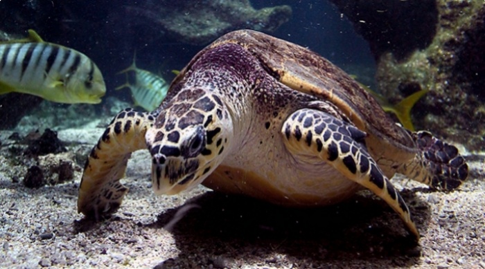 Tortue imbriqu&eacute;e