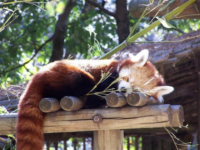 Zoo de La Palmyre