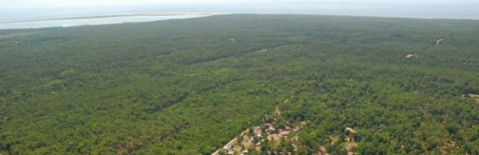 For&ecirc;t domaniale de la Coubre