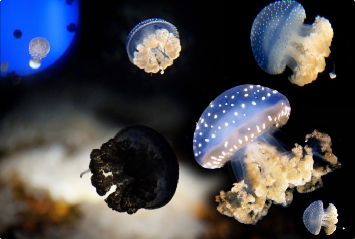 Les méduses de l'aquarium de La Rochelle