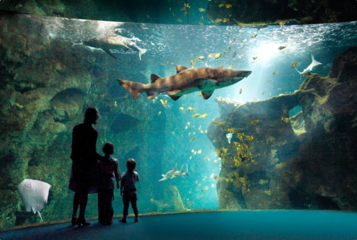 Les requins de l'aquarium de La Rochelle